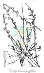 Dictyolimon griffithii
