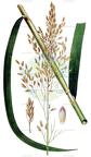 Glyceria maxima