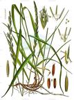 Elymus repens