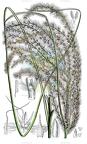 Miscanthus longiberbis