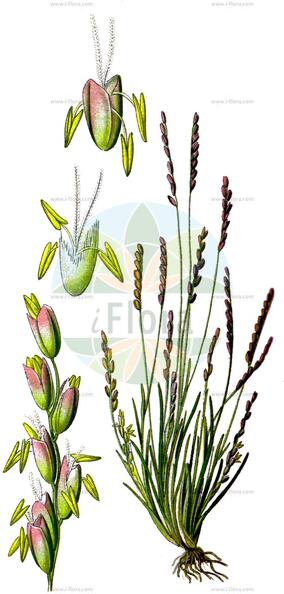 Mibora minima
