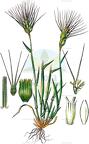 Aegilops neglecta