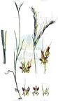 Andropogon distachyos