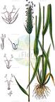 Anthoxanthum odoratum