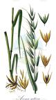 Avenella flexuosa