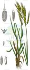 Bromus hordeaceus