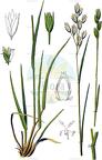Danthonia decumbens