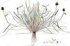 Eremopyrum triticeum