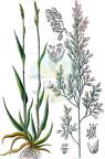 Holcus lanatus