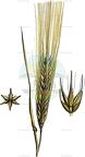 Hordeum vulgare
