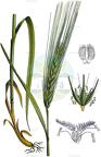 Hordeum vulgare