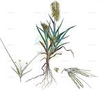 Lamarckia aurea