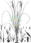 Lygeum spartum