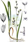 Melica uniflora