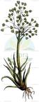 Molineriella minuta