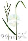 Paspalum dilatatum