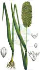Phalaris canariensis