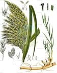 Phragmites australis