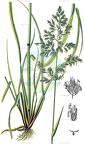 Poa pratensis