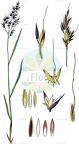 Sorghum halepense