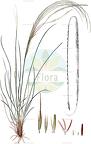 Stipa pennata