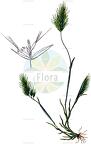 Trisetaria loeflingiana