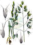 Ventenata dubia