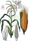 Zea mays