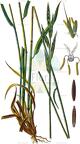 Brachypodium pinnatum