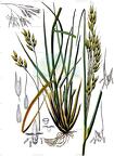 Achnatherum paradoxum