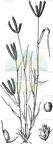 Dactyloctenium aegyptium