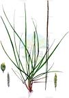 Sporobolus indicus
