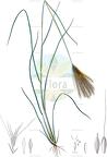 Enteropogon prieurii