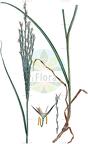 Phacelurus digitatus