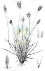 Agropyron cristatum
