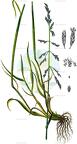 Puccinellia distans
