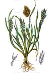 Sclerochloa dura