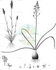Airopsis tenella
