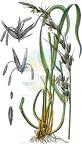 Arrhenatherum elatius