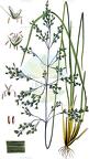 Deschampsia cespitosa