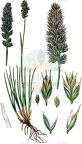 Koeleria hirsuta