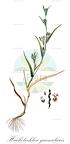 Hackelochloa granularis