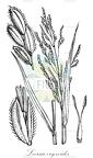 Leersia oryzoides
