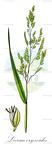 Leersia oryzoides