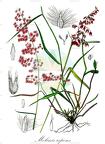 Melinis repens