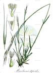 Microlaena stipoides