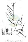 Microstegium glabratum