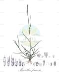Mnesithea formosa