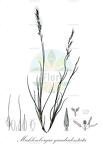 Muhlenbergia quadridentata