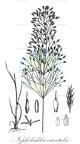 Nephelochloa orientalis